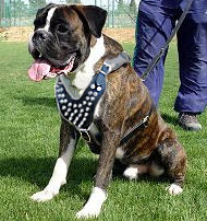 Boxer spiked dog harness
