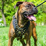 Royal Boxer Harness - Exclusive Design Studded Harness