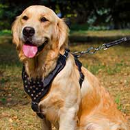 Designer Golden Retriever Harness for Walking [H16###1092 Leather Dog ...