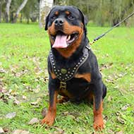 Studded Walking Leather Rottweiler Harness