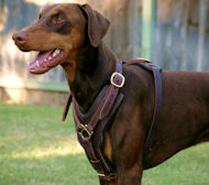 Exclusive Handcrafted Padded Leather Doberman Harness