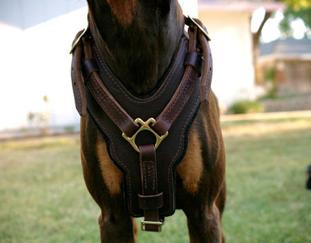 Y-shaped padded designer leather dog harness