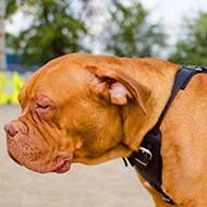 Agitation/Protection Leather Dog Harness for Dogue de Bordeaux