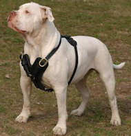 exclusive dog harness for american bulldog