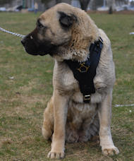 Luxury dog harness for Anatolian Shepherd
