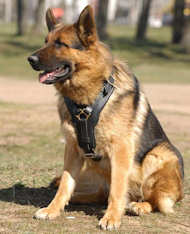Luxury leather dog harness for german shepherd 