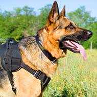Practical German Shepherd Harness for Daily Usage