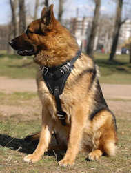 leather dog harness for german shepherd 