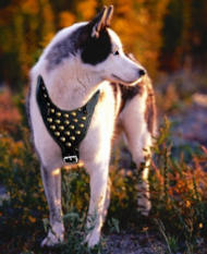 Siberian Husky Studded Walking Dog Harness