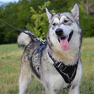 Hand Painted Barbed Wire Dog Harness for Alaskan Malamute