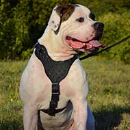 Spiked Leather American Bulldog Harness