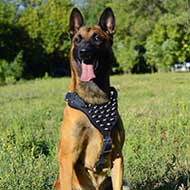 Spiked Leather Belgian Malinois Harness with Y-Shaped Chest Plate