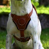 Multi-Tasking Leather Dog Harness for Belgian Malinois Puppy