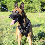 Handcrafted Padded Leather Harness for Belgian Malinois