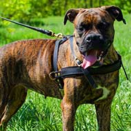 Leather Boxer Harness for Tracking/Pulling
