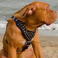 Studded Leather Dogue de Bordeaux Harness for Walking