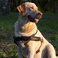 Tracking/Pulling Leather Labrador Retriever Harness