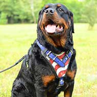 Leather Rottweiler Harness with American Pride Painting