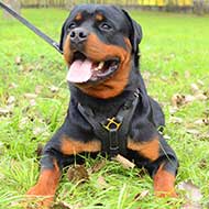 Luxury Rottweiler harness for walking and training