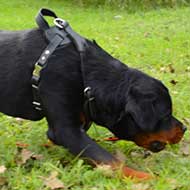 Classic Design Leather Rottweiler Harness for Agitation Training