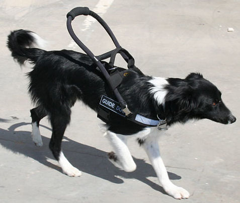 Lightweigh Guide help dog Harness Assistance