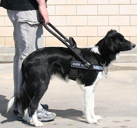 Mobility Support Harness for service / assistance dogs 