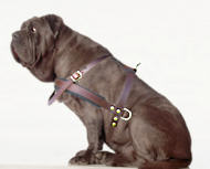 Neapolitan Mastiff dog harness - Large dog harness