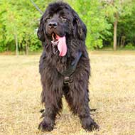 Newfoundland Leather Dog Harness for Attack/Protection Training
