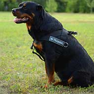 Multifunctional Nylon Rottweiler Harness with ID Patches