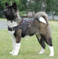 Nylon dog harness for Akita Inu/Siberian Husky with handle for walking/tracking