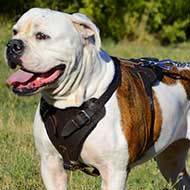 Agitation/Protection Leather American Bulldog Harness for Training
