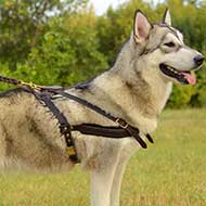 Tracking /Pulling Alaskan Malamute Leather Dog Harness
