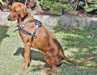 Royal Quality Leather Rhodesian Ridgeback Harness for Pulling/Tracking