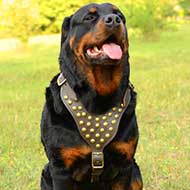 Rottweiler Harness with Studs
