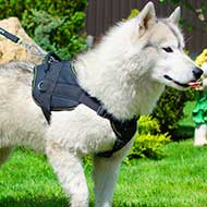 Multifunctional Nylon Siberian Husky Harness with Chest Plate