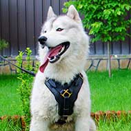 Siberian Husky Exclusive Handcrafted Leather Dog Harness