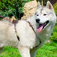 Siberian Husky Handcrafted Dog Harness for Tracking and Walking