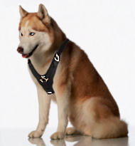 Siberian husky dog harness