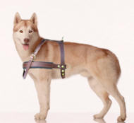 Siberian husky tracking dog harness