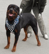 Rottweiler Spiked leather dog harness