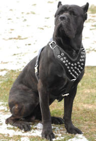 Cane Corso Spiked dog harness