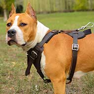 Staffordshire Terrier Harness for Walking and Training