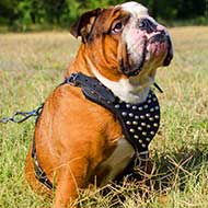 Studded Leather English Bulldog Harness With Pyramids