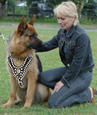 Best Leather dog harness for German Shepherd