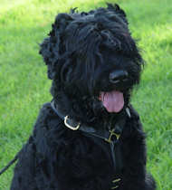 Tracking/Walking Leather Black Russian Terrier Harness