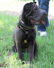 Tracking and Walking Leather Shar Pei Harness