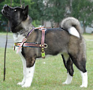 Tracking /pulling dog harness for Akita Inu/Siberian Husky/Japanese Akita/sibe