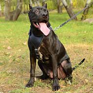 Padded Pitbull Harness for Safe Walking and Training