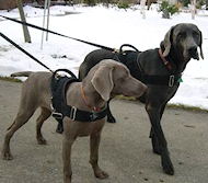 Nylon Multi-Purpose Weimaraner Dog Harness