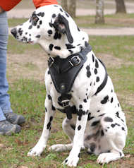 Leather Dalmatian Harness with Padded Chest Plate